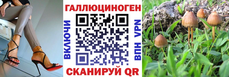 Псилоцибиновые грибы Psilocybine cubensis  Сертолово 
